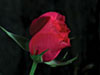 Time lapse rose