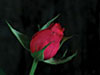 Time lapse rose
