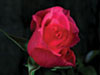 Time lapse rose