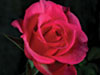 Time lapse rose