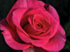 Time lapse rose